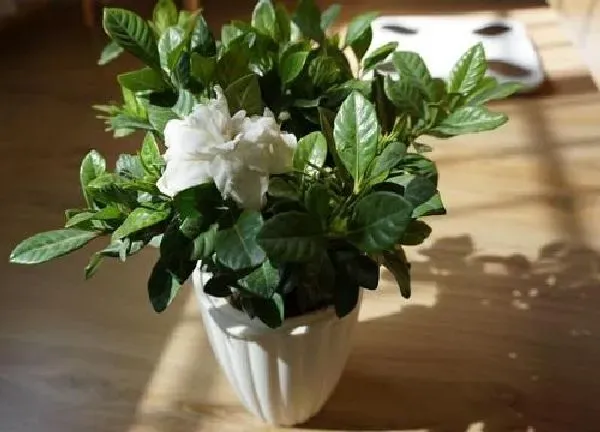 盆景|栀子花用什么花盆好看