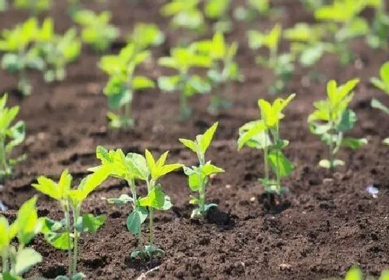 植物施肥|毛豆底肥施什么肥 种毛豆用什么肥料好