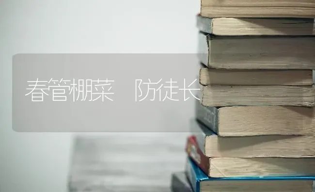 春管棚菜 防徒长 | 蔬菜种植