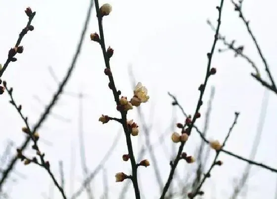 生长环境|梅花生长环境条件及特点