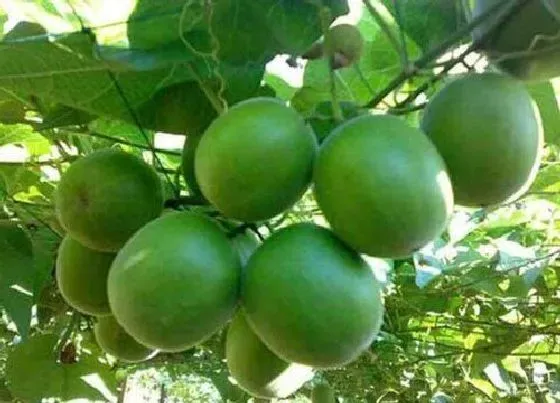 种植管理|罗汉果几年结果实