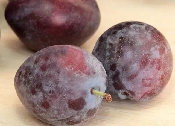 果实成熟|梅子什么时候上市 成熟季节几月份