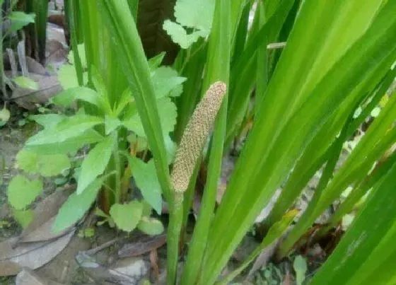 花之最|世界上最臭的花有哪些 什么花臭气熏天