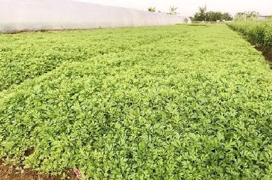 习性特点|艾草长什么样子 形状特点及图片欣赏