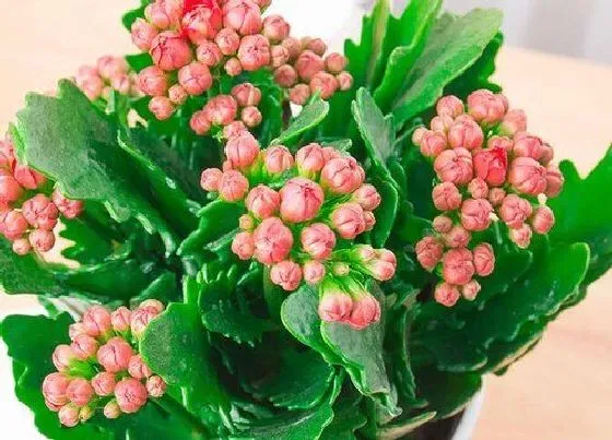风水百科|家里植物很旺盛代表什么征兆（绿植花草长的旺盛风水好吗）