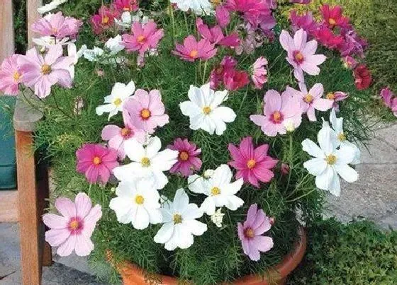 送花|结婚周年送什么花合适 结婚纪念日送什么花好