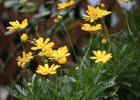 花期|黄金菊花期是什么时候