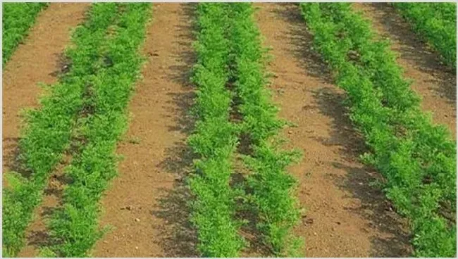 胡萝卜的育苗技术 | 种植资料