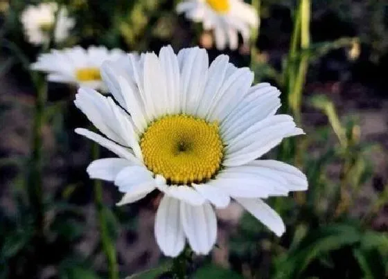 送花|去世送什么花合适