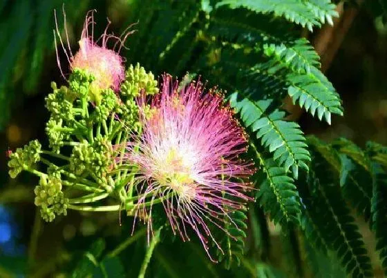 植物毒性|芙蓉树开花有毒吗 对人有害吗