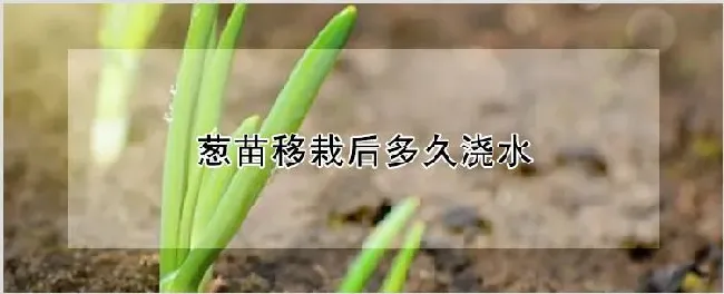 葱苗移栽后多久浇水 | 种植技术