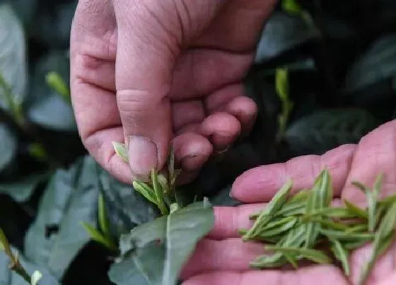 植物产地|浙江龙井哪里产的最好