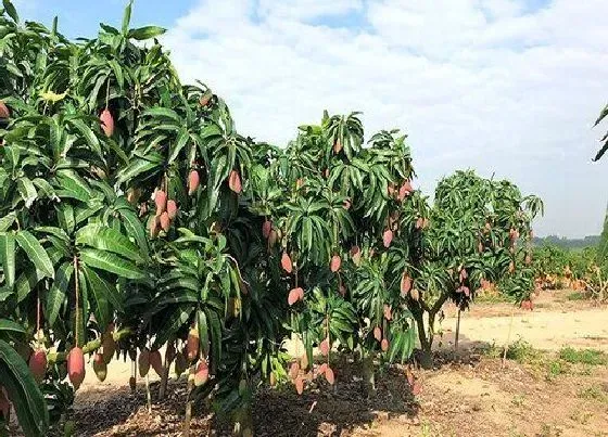 种植管理|芒果树种植间距是多少