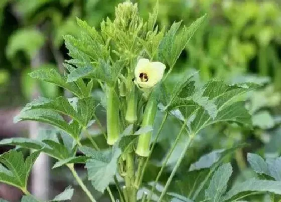 植物百科|秋葵开花吗 开花什么样子