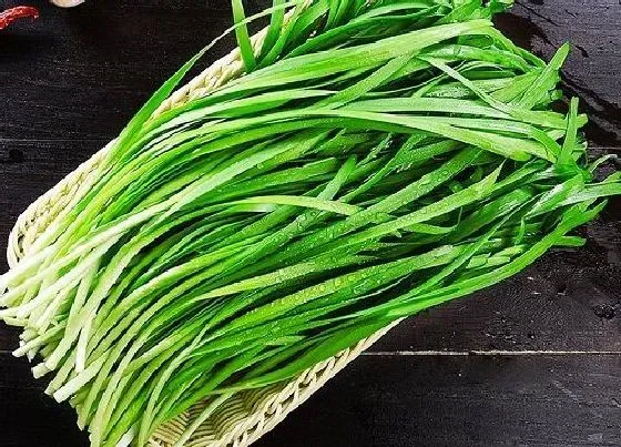 植物排行|什么韭菜品种最好吃 什么样的韭菜好