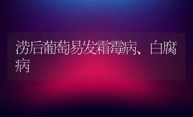 涝后葡萄易发霜霉病、白腐病 | 瓜果种植