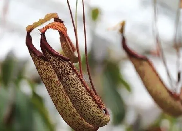 植物浇水|猪笼草怎么浇水方法