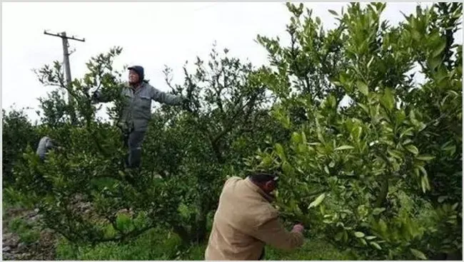柑橘幼树春季管理技巧 | 种植资料
