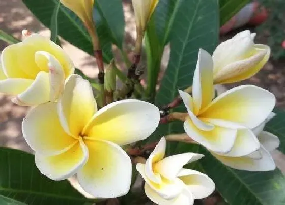 花期|鸡蛋花期多久时间