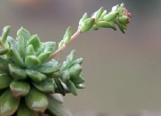 植物播种|多肉种子怎么种植