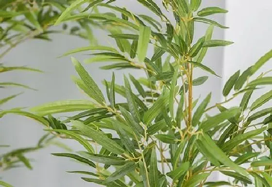 植物百科|竹子会开花吗 开花的颜色与样子