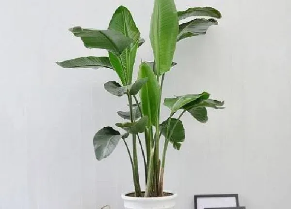 植物浇水|一叶兰怎么浇水方法