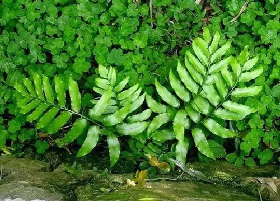 植物百科|贯众是什么植物