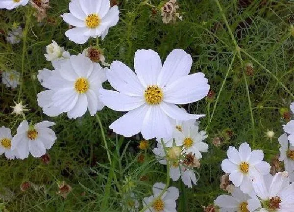 养殖科普|波斯菊好养活吗