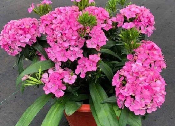 风水百科|家里植物很旺盛代表什么征兆（绿植花草长的旺盛风水好吗）