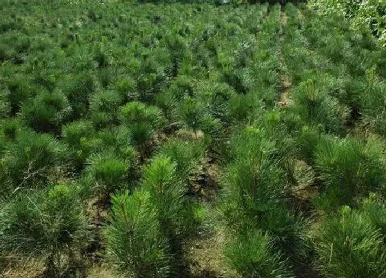 种植管理|油松的生长周期是多长时间