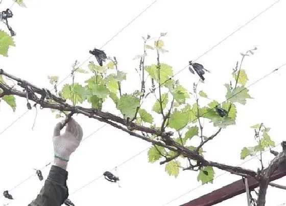 植物修剪|葡萄秧什么时候剪枝合适