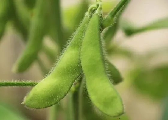 种植管理|毛豆种植间距是多少