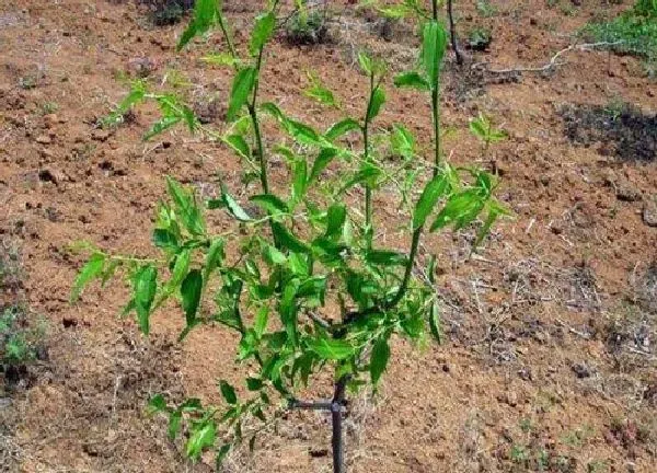 植物发芽|枣树苗什么时候发芽长叶