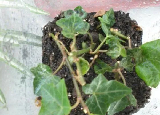 植物繁殖|常春藤扦插繁殖方法和注意事项