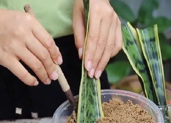 植物繁殖|虎尾兰扦插繁殖方法和注意事项