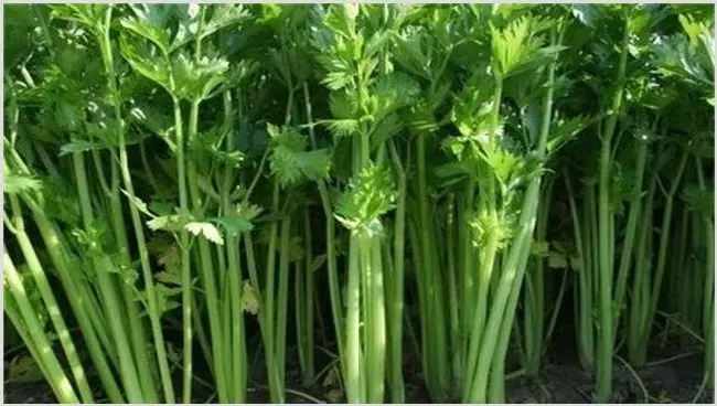 芹菜种植注意事项 | 耕种资料