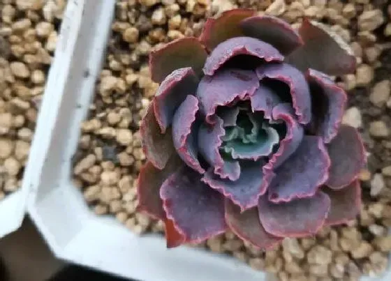 种植土壤|多肉广寒宫怎么配土