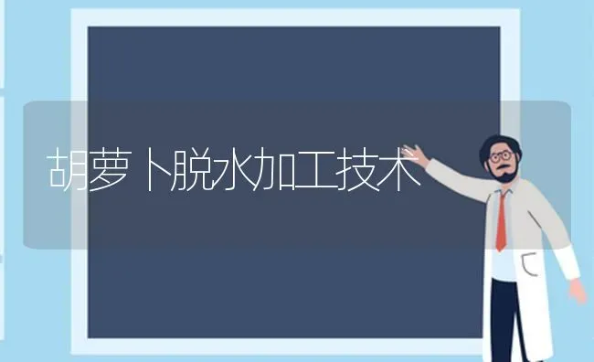 胡萝卜脱水加工技术 | 蔬菜种植