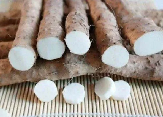 植物百科|山药和淮山有什么区别图片（功效和口感都是不一样的）