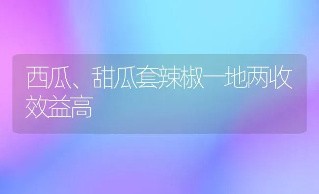 西瓜、甜瓜套辣椒一地两收效益高 | 瓜果种植