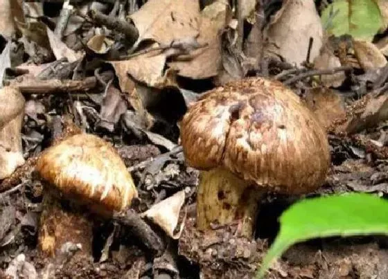 果实保存|松茸的储存方法