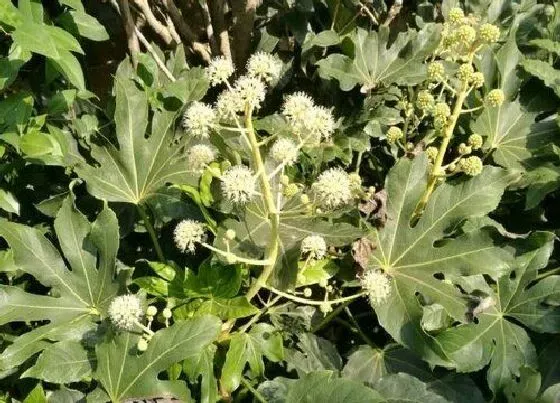 植物百科|无花果开花吗 开花什么样子