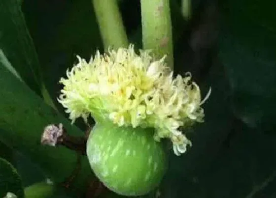 植物百科|无花果开花吗 开花什么样子