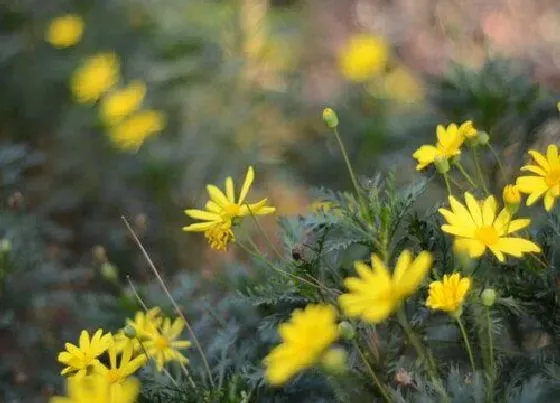 花期|黄金菊花期是什么时候