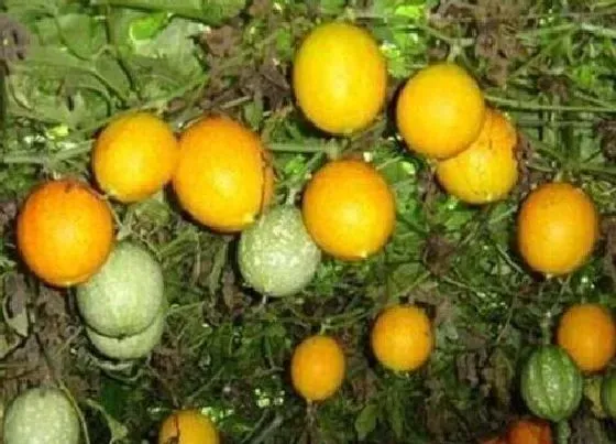 种植管理|瓜蒌几月份种植合适