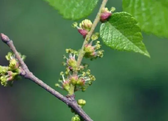 植物百科|榉树开花吗 开花什么样子