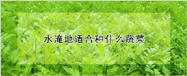 水淹地适合种什么蔬菜 | 种植资料