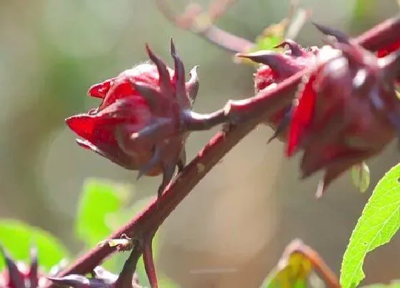 开花时间|洛神花什么时候开花 在几月份开花