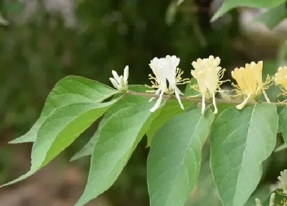 植物百科|跟茱萸很像的植物