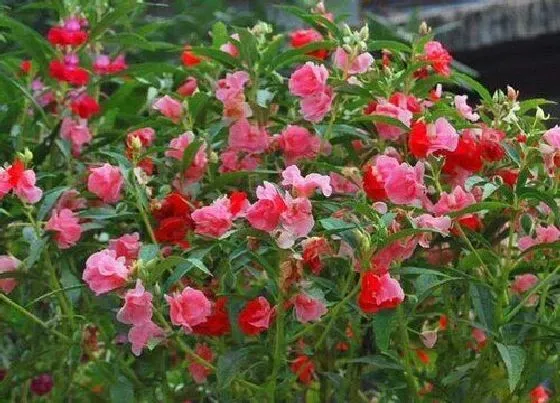 冬天植物|凤仙花冬天会死吗 冬季怎么养才不会死掉